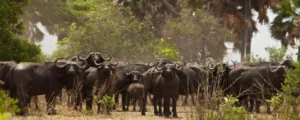 bufalo large herd