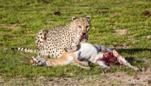 cheetah eating antelope