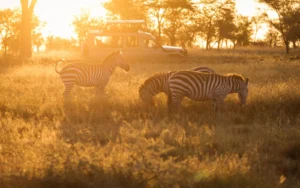 sunset zebra safari