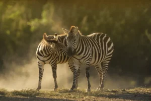 zebras_cuddling