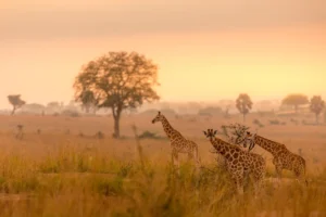 sunset giraffee